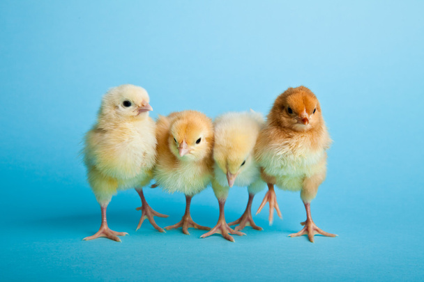 Easter eggs and chickens on blue background - Foto, imagen