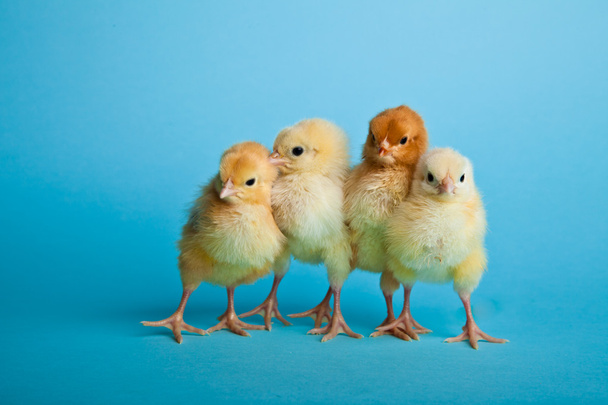 Easter eggs and chickens on blue background - Foto, imagen