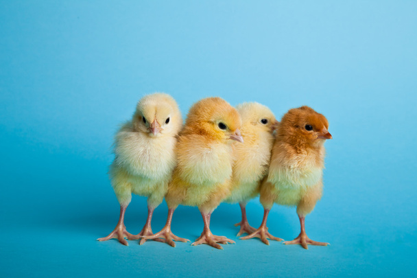 Ovos de Páscoa e galinhas em fundo azul
 - Foto, Imagem