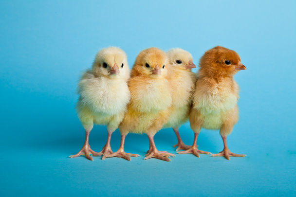 Easter eggs and chickens on blue background - Foto, Imagem