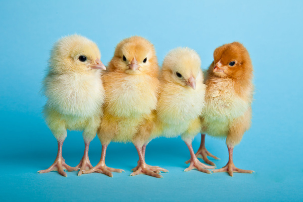 Easter eggs and chickens on blue background - Foto, Imagem