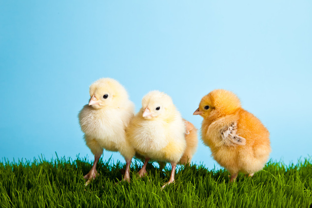 Easter eggs and chickens on green grass on blue background - Foto, Bild