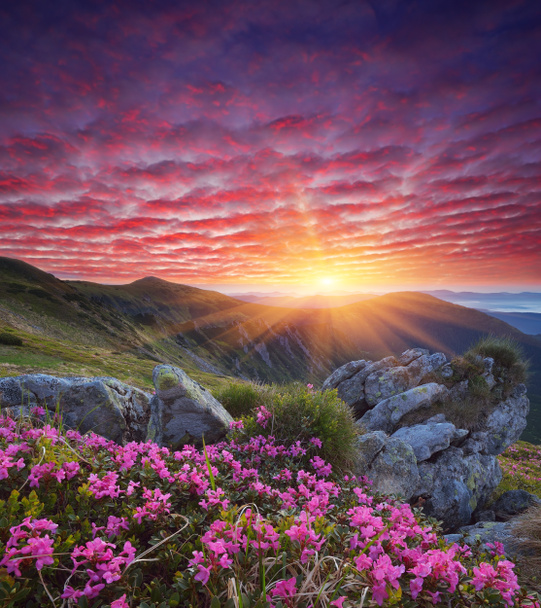 świt z kwiatami w górach  - Zdjęcie, obraz