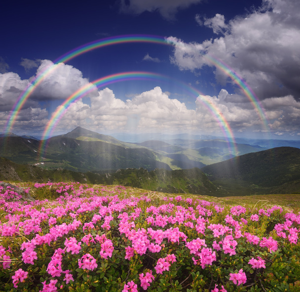 Arcobaleno sui fiori di montagna
  - Foto, immagini
