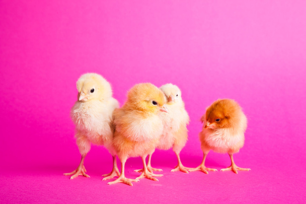 Easter chickens on pink background - Foto, immagini