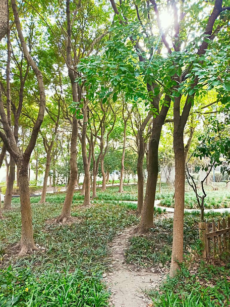 green trees in the park - Foto, Bild