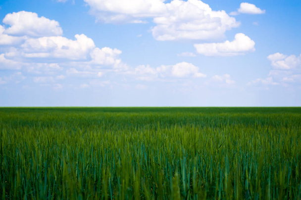 Молодая зеленая пшеница растет в поле. Ряды с ростками пшеницы. Концепция до Дня Земли. - Фото, изображение