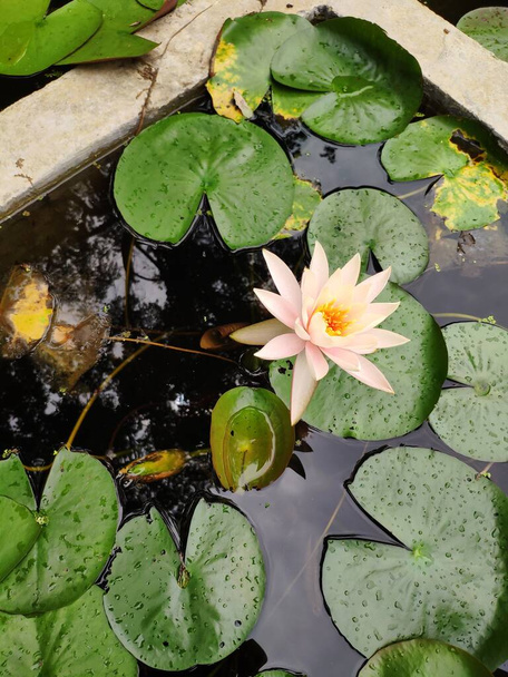 beautiful lotus flowers in the pond - Foto, Imagem