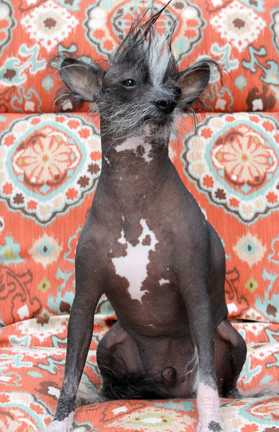 a Chinese hairless dog. Hairless Dog. Chinese Crested Dog. dog. pet dog. family pet. family member. mans best friend. no fur.  - Photo, image