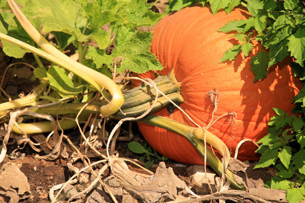 Pumpkin. Pumpkin Patch. Pumpkins growing in a field. Pumpkin Farm. Pumpkins for sale. Pumpkins. Pumpkins for sale at a Pumpkin Patch. Halloween and Autumn Pumpkins piled upon each other for sale at a farmers market. Orange Pumpkins. Pumpkin Farm.  - Photo, Image