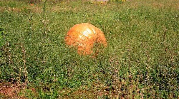 Pumpkin. Pumpkin Patch. Pumpkins growing in a field. Pumpkin Farm. Pumpkins for sale. Pumpkins. Pumpkins for sale at a Pumpkin Patch. Halloween and Autumn Pumpkins piled upon each other for sale at a farmers market. Orange Pumpkins. Pumpkin Farm.  - Photo, Image