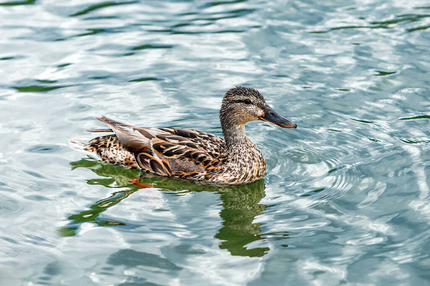Mallard (Latin: Anas platyrhynchos)is a bird from the duck family of the order geese. - Foto, Imagen