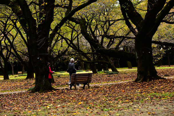 東京都2019年11月27日確認されていない多くの人々が新宿御苑を歩いていて、庭の秋の木、日差しの日の秋の森を見ています. - 写真・画像