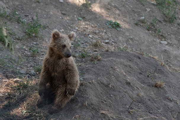 Tien Shan barna medve kölyök egy nyári napon - Fotó, kép