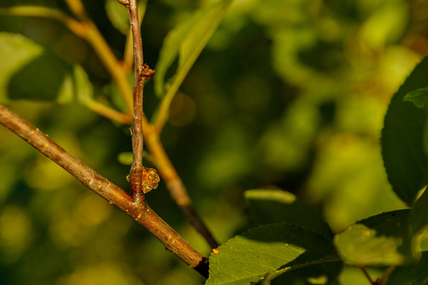 Light yellow resin on plum branch among green leaves. Plant disease. Selective focus - Zdjęcie, obraz