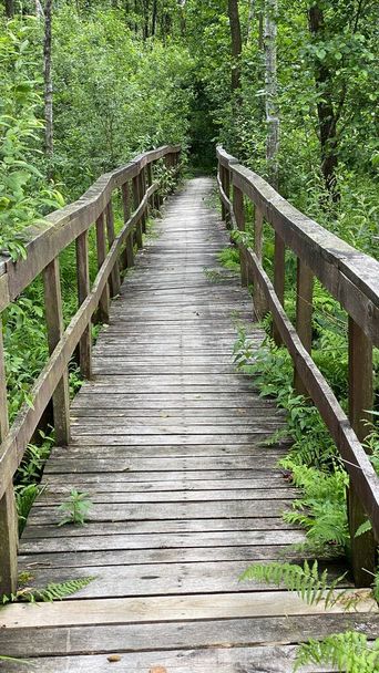 ξύλινη πεζογέφυρα στο πάρκο περνά μέσα από το δάσος βάλτο μικτή άγρια ζωή στην περιοχή της Wlodawa - Φωτογραφία, εικόνα