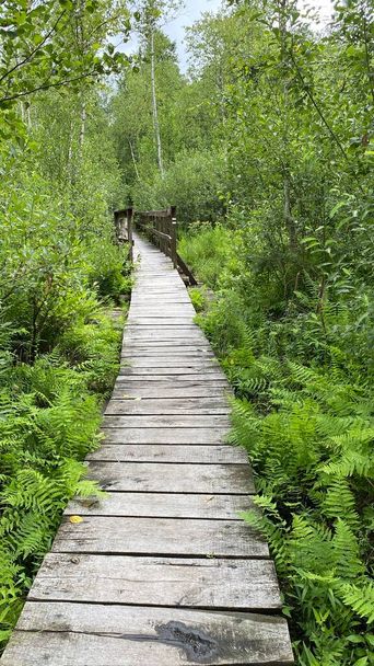деревянный пешеходный мост в парке проходит через болотный лес смешанной дикой природы в окрестностях Влодавы - Фото, изображение