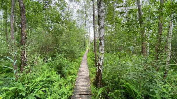 дерев'яний пішохідний міст в парку проходить через болотяні ліси змішаної дикої природи в околицях Влодави. - Фото, зображення