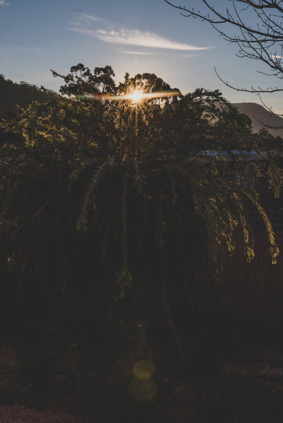 idyllic sunny backyard with lsun flare shining through the branches of callistemon and eucalyptus gum trees shot at golden hour - Fotoğraf, Görsel