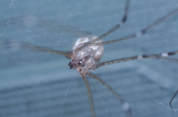 close shot of pholcid spider - Photo, Image