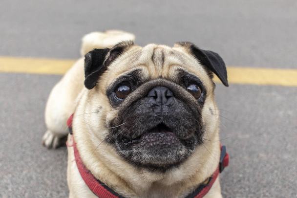 Zbliżenie portret psa mopsa na ulicy. - Zdjęcie, obraz