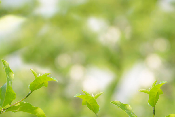 Φυσικό πράσινο φύλλο στον κήπο κατά την ανοιξιάτικη περίοδο. Αφηρημένη θολή μαλακά πράσινα φύλλα φυτό και το φως του ήλιου με bokeh το καλοκαίρι. Φύση δέντρα στο πάρκο που χρησιμοποιούνται για τα υπόβαθρα. Περιβαλλοντική οικολογία και έννοια πρασίνου. - Φωτογραφία, εικόνα