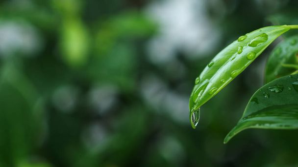Natural green leaf in the garden. Close-up water drop on the green leaves. Abstract green plant with bokeh. Nature trees in the park used for the backgrounds. Environment ecology and greenery concept - 写真・画像