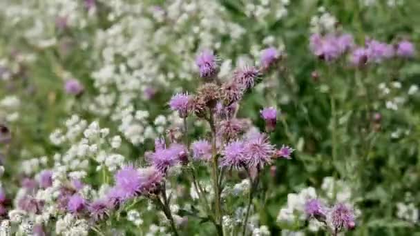 Origanum, oregano. Flowers of origanum vulgare in summertime. Medicinal and aromatic herbs in the garden - Footage, Video