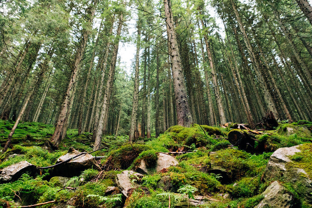 Green mosses in deep forest - Fotó, kép