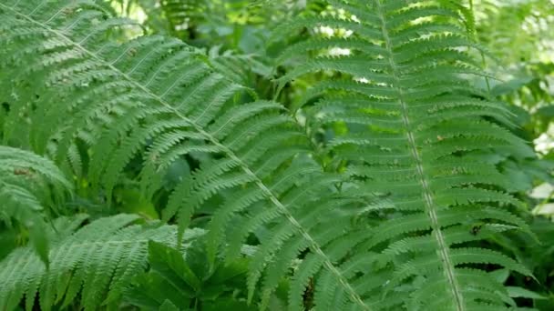 Fern leaves in forest at daytime  - Footage, Video