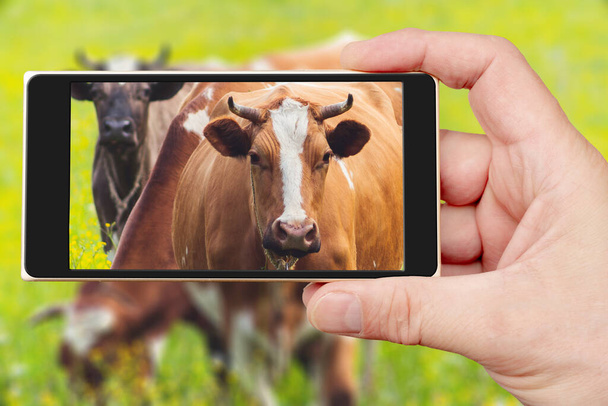 Una bella mucca sullo schermo dello smartphone. L'animale domestico guarda direttamente nella fotocamera. - Foto, immagini