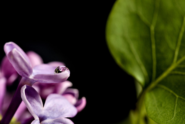 Close Up Lilac - Фото, зображення