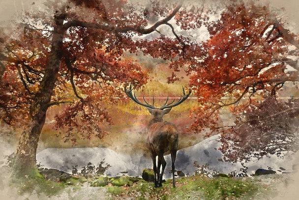 Акварельная живопись Красивый красный олень смотрит через озеро к горному ландшафту в осенней сцене - Фото, изображение