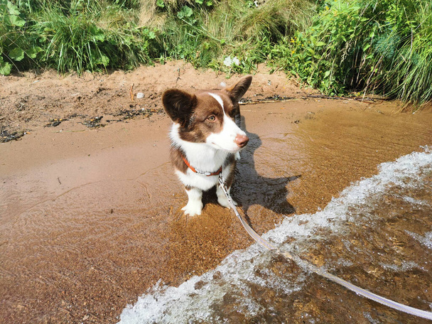 Ruskea ja valkoinen walesilainen corgi-villatakki seisoo järven hiekkarannalla aurinkoisena kesäpäivänä. - Valokuva, kuva