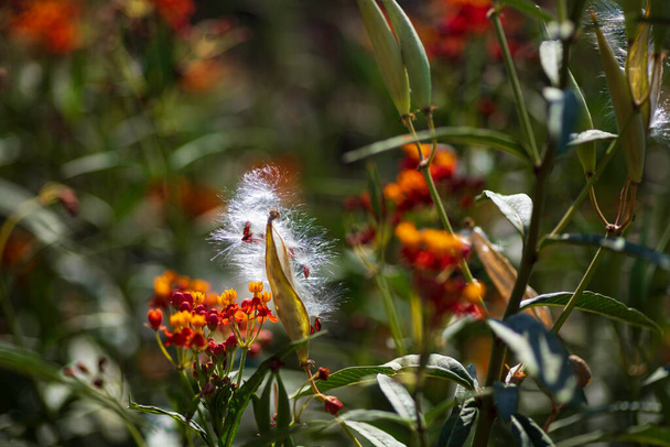 Çiçek arkaplan. Çiçeklerin yakın görüntüsü. Seçici odaklanma. Bulanık arkaplan - Fotoğraf, Görsel