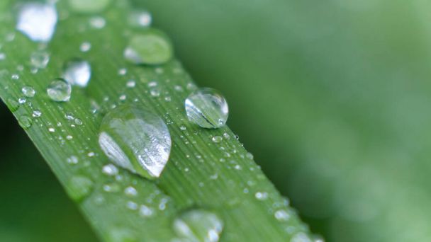 hierba con gotas de lluvia macro. hojas verdes frescas. rocío de la mañana, después de la lluvia, el sol brilla en las hojas. - Foto, Imagen