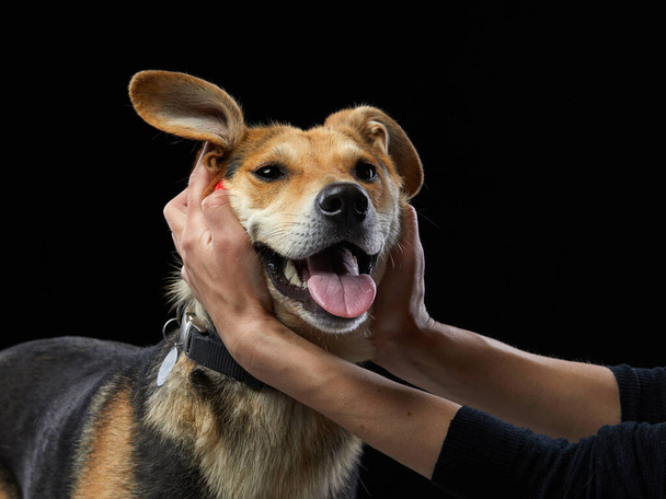 mix dog with big beautiful eyes. pet in studio - Фото, изображение