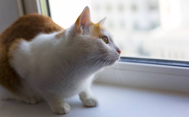 Ginger kot siedzi na parapecie i patrzy przez okno - Zdjęcie, obraz