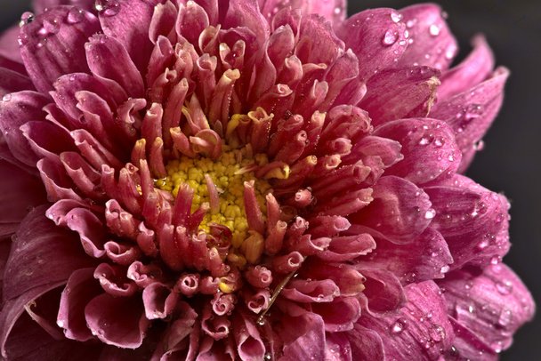 rosa Blume - Foto, Bild
