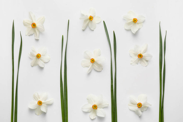 Krásné narcisy květiny na bílém pozadí - Fotografie, Obrázek