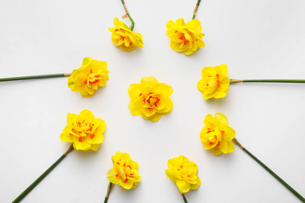 Beautiful narcissus flowers on white background - Zdjęcie, obraz