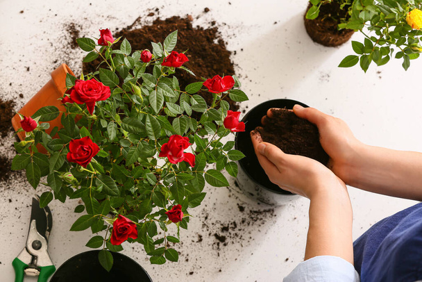 Woman repotting rose at home - Foto, afbeelding