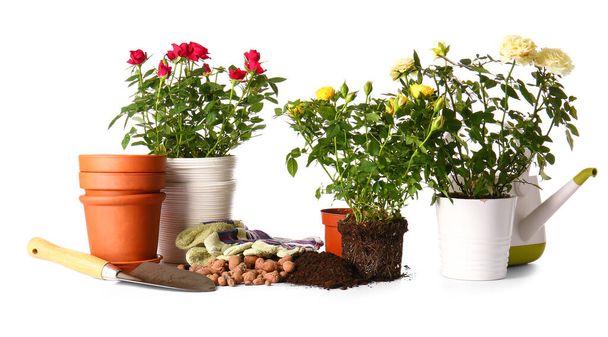 Рожеві рослини та приладдя для садівництва на білому тлі
 - Фото, зображення