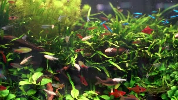 Enseñanza de peces Tetra en acuario plantado - Imágenes, Vídeo