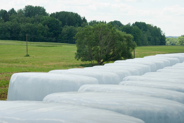 Farm field with hay bales making for livestock and packed in white plastic for storage - 写真・画像