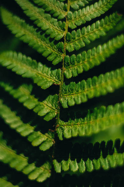 Fern leaf top view - Foto, Imagen