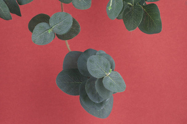 Eucalyptus vertakt zich op een rode achtergrond met een plaats voor tekst of productreclame - Foto, afbeelding