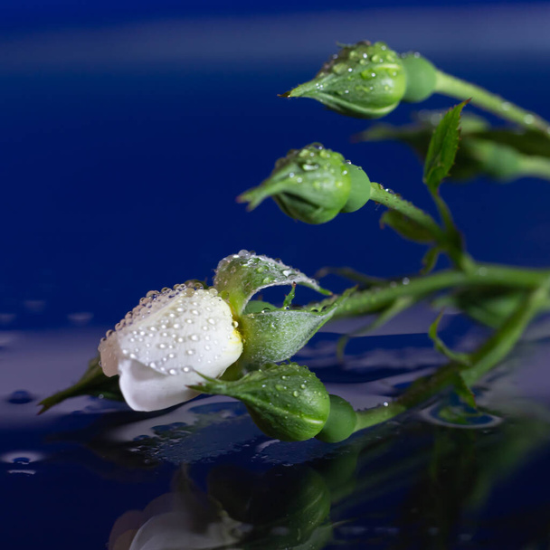 gocce d'acqua su una rosa bianca su uno sfondo nero - Foto, immagini