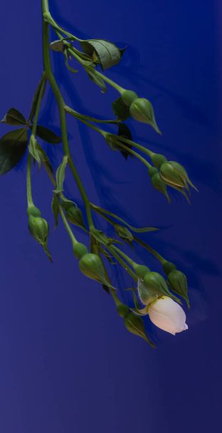 Valkoinen ruusu sinisellä taustalla - Valokuva, kuva