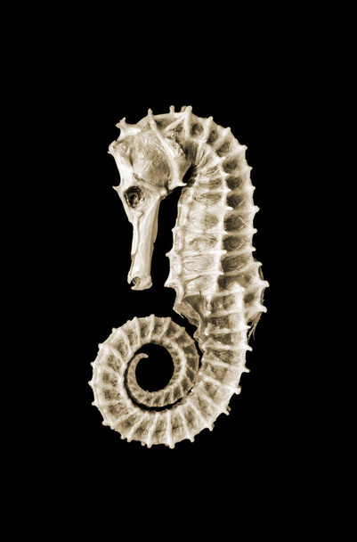 Dried seahorse skeleton isolated on a black background - Photo, Image